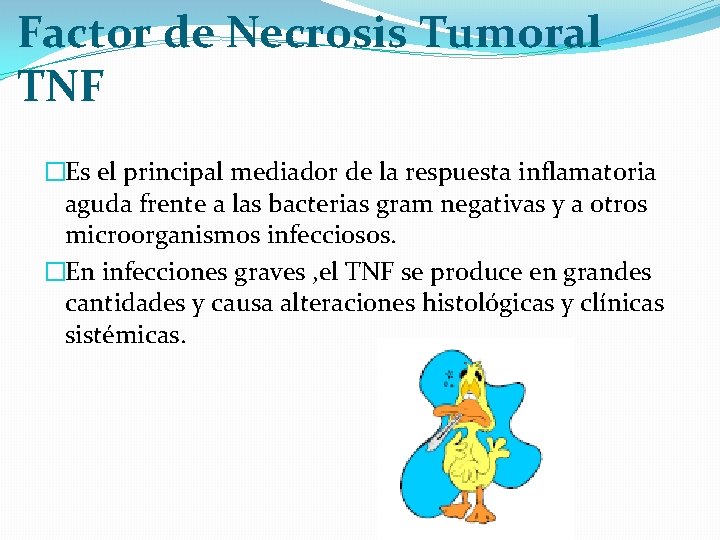 Factor de Necrosis Tumoral TNF �Es el principal mediador de la respuesta inflamatoria aguda
