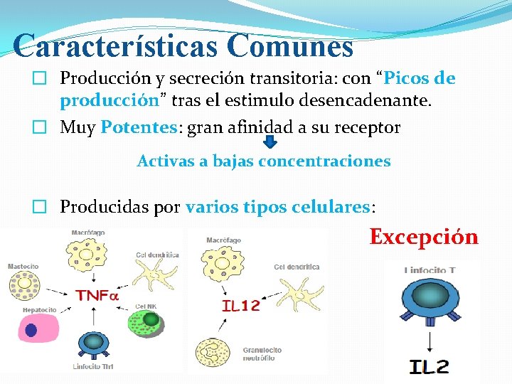 Características Comunes � Producción y secreción transitoria: con “Picos de producción” tras el estimulo