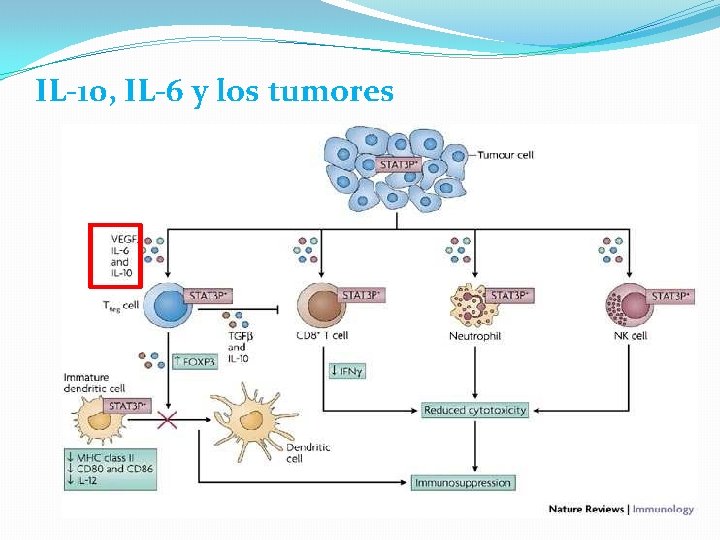 IL-10, IL-6 y los tumores 