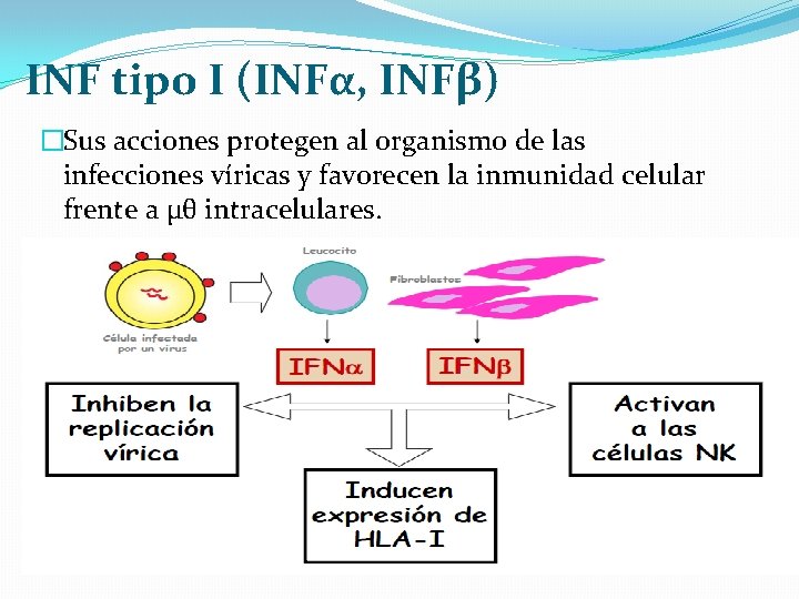 INF tipo I (INFα, INFβ) �Sus acciones protegen al organismo de las infecciones víricas