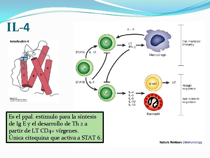 IL-4 Es el ppal. estimulo para la síntesis de Ig E y el desarrollo