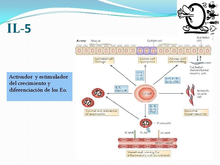 IL-5 Activador y estimulador del crecimiento y diferenciación de los Eo. 