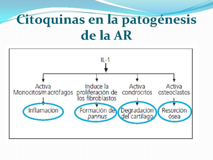 Citoquinas en la patogénesis de la AR 