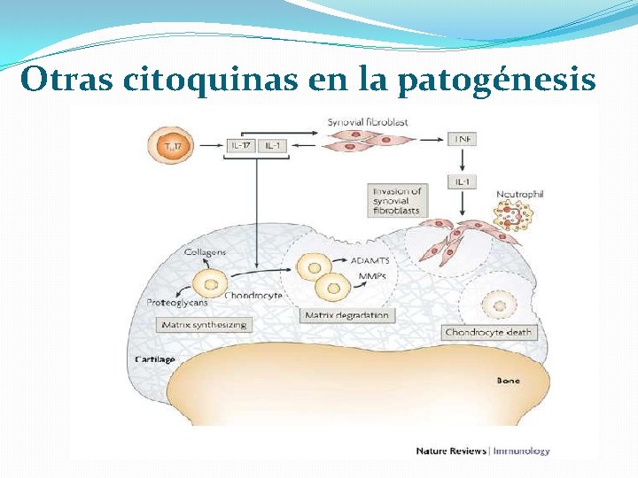 Otras citoquinas en la patogénesis 