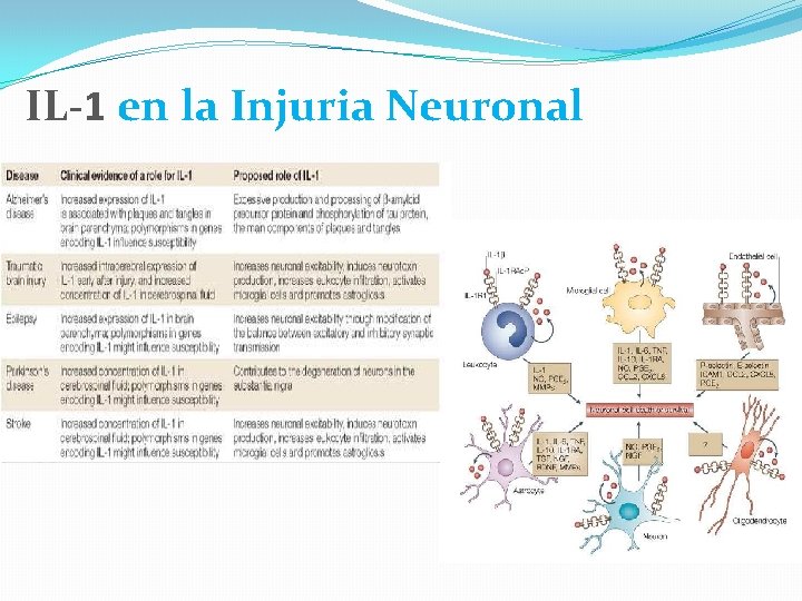 IL-1 en la Injuria Neuronal 