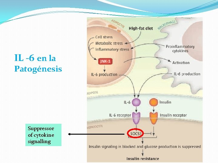 IL -6 en la Patogénesis Suppressor of cytokine signalling 