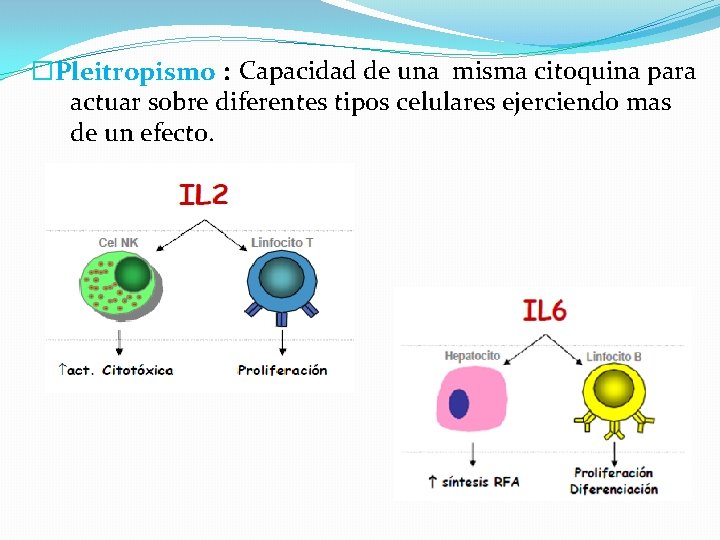 �Pleitropismo : Capacidad de una misma citoquina para actuar sobre diferentes tipos celulares ejerciendo