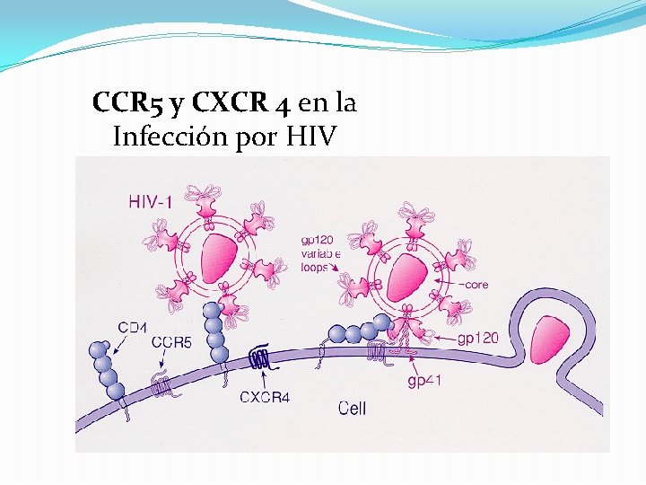CCR 5 y CXCR 4 en la Infección por HIV 