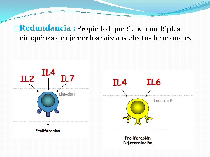 �Redundancia : Propiedad que tienen múltiples citoquinas de ejercer los mismos efectos funcionales. 