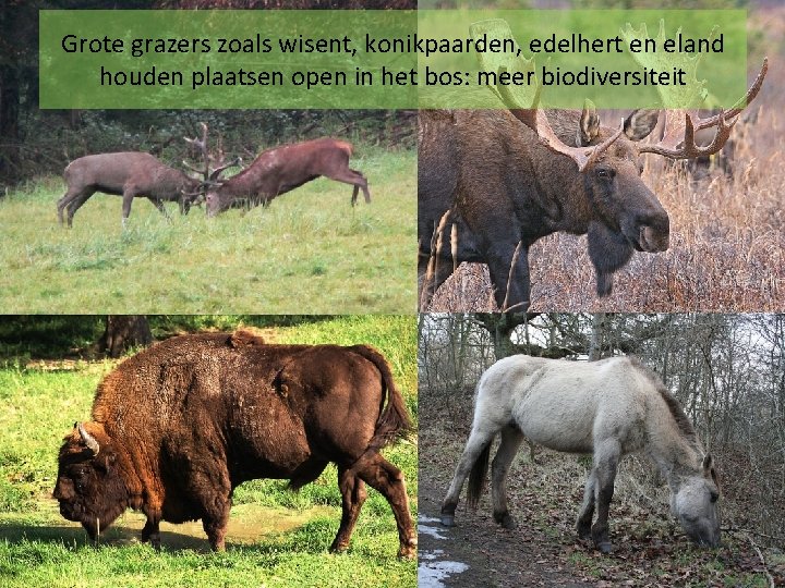 Grote grazers zoals wisent, konikpaarden, edelhert en eland houden plaatsen open in het bos: