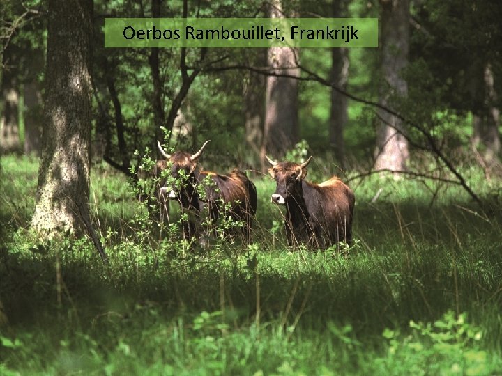 Oerbos Rambouillet, Frankrijk 
