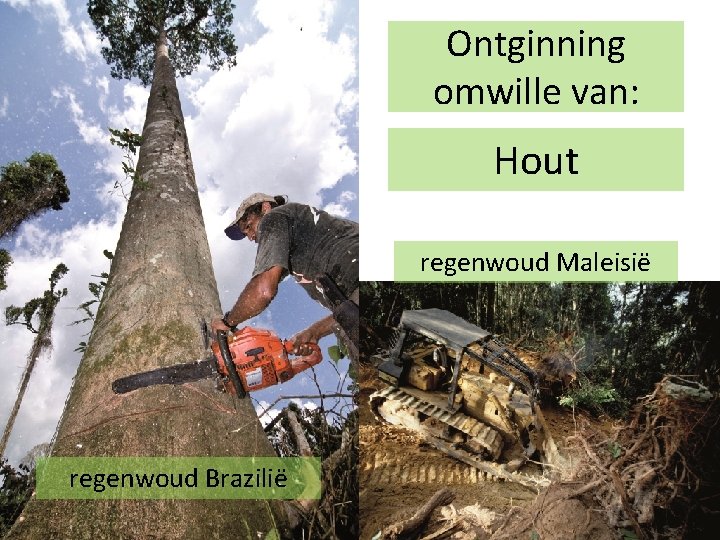 Ontginning omwille van: Hout regenwoud Maleisië regenwoud Brazilië 