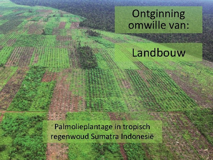 Ontginning omwille van: Landbouw Palmolieplantage in tropisch regenwoud Sumatra Indonesië 
