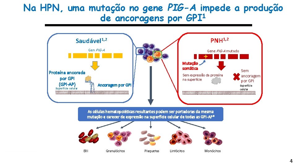 Na HPN, uma mutação no gene PIG-A impede a produção de ancoragens por GPI