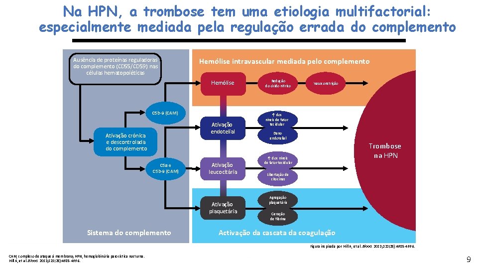 Na HPN, a trombose tem uma etiologia multifactorial: especialmente mediada pela regulação errada do