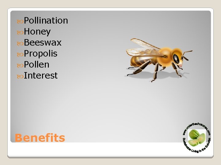  Pollination Honey Beeswax Propolis Pollen Interest Benefits 