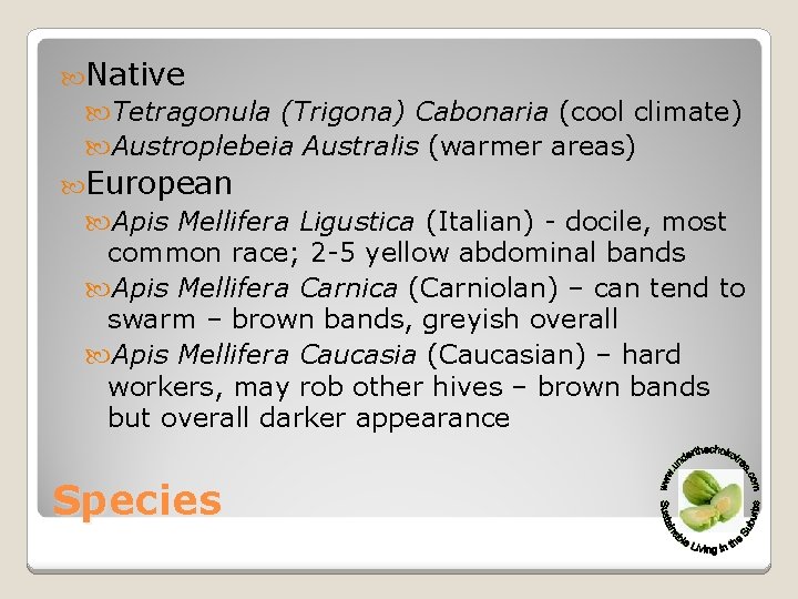  Native Tetragonula (Trigona) Cabonaria (cool climate) Austroplebeia Australis (warmer areas) European Apis Mellifera