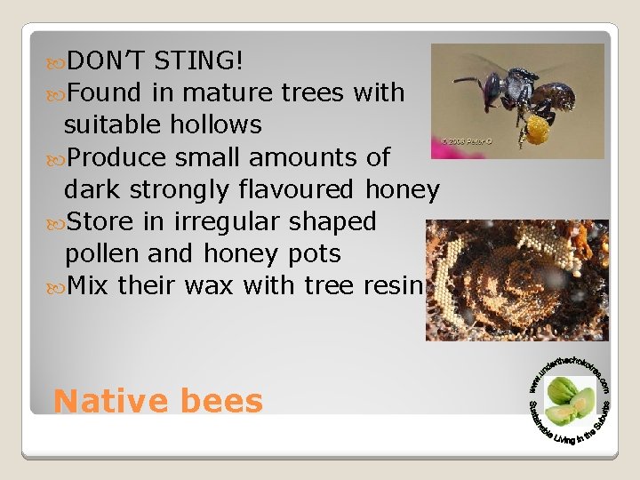  DON’T STING! Found in mature trees with suitable hollows Produce small amounts of