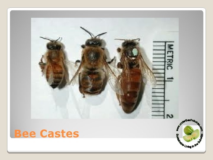 Bee Castes 