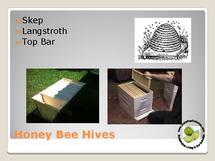  Skep Langstroth Top Bar Honey Bee Hives 