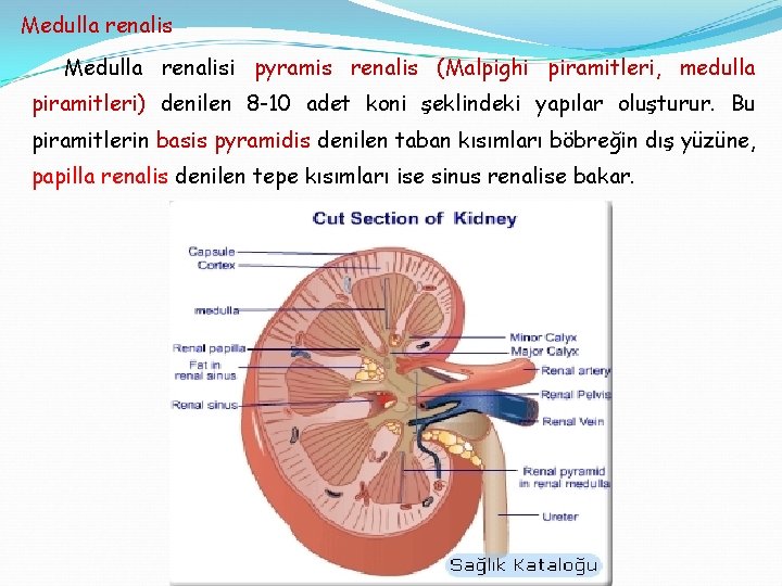 Medulla renalisi pyramis renalis (Malpighi piramitleri, medulla piramitleri) denilen 8 -10 adet koni şeklindeki