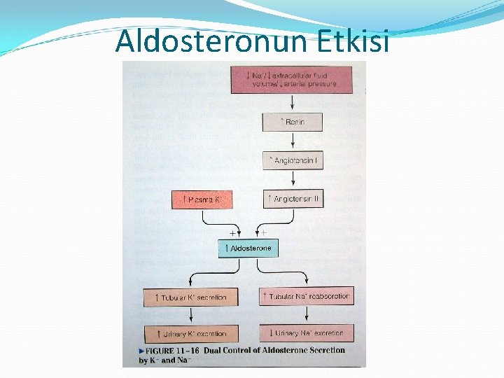 Aldosteronun Etkisi 