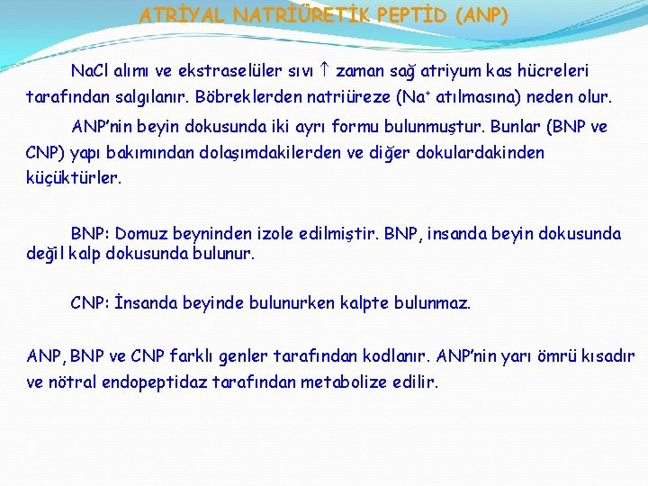 ATRİYAL NATRİÜRETİK PEPTİD (ANP) Na. Cl alımı ve ekstraselüler sıvı zaman sağ atriyum kas