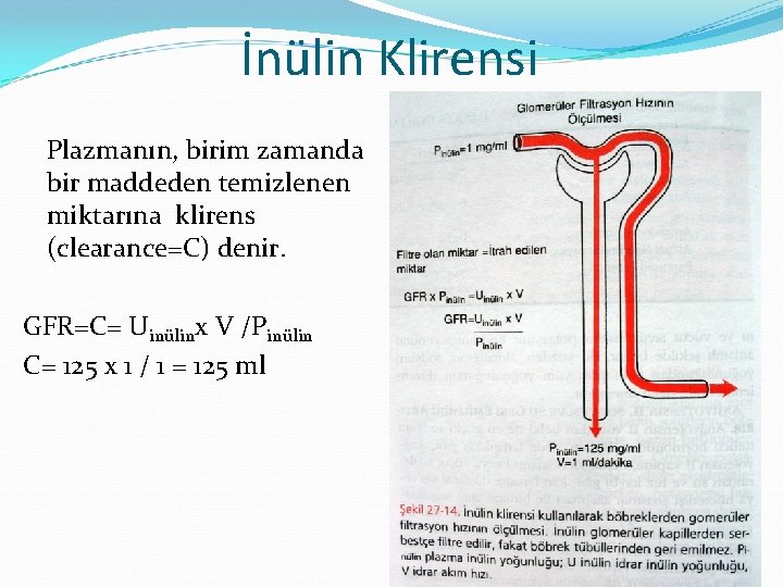 İnülin Klirensi Plazmanın, birim zamanda bir maddeden temizlenen miktarına klirens (clearance=C) denir. GFR=C= Uinülinx