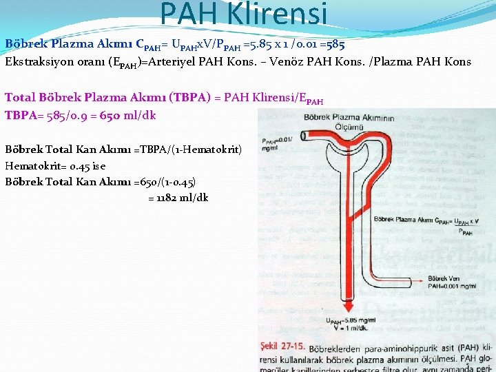 PAH Klirensi Böbrek Plazma Akımı CPAH= UPAHx. V/PPAH =5. 85 x 1 /0. 01