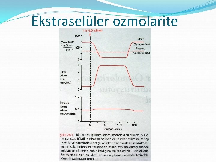 Ekstraselüler ozmolarite 