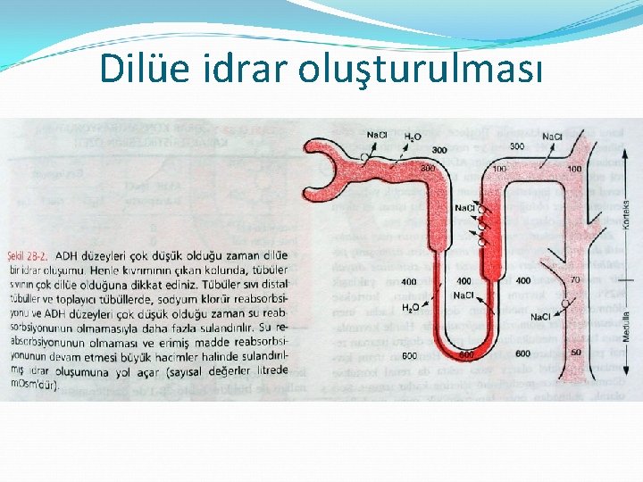 Dilüe idrar oluşturulması 