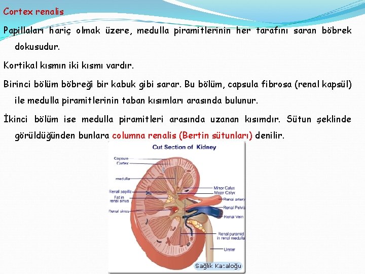 Cortex renalis Papillaları hariç olmak üzere, medulla piramitlerinin her tarafını saran böbrek dokusudur. Kortikal