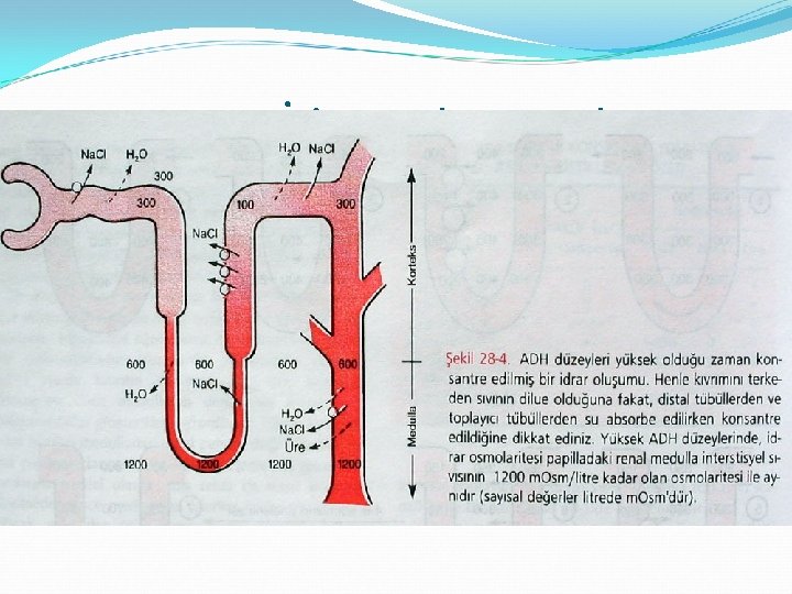 Konsantre İdrar Oluşturulması 