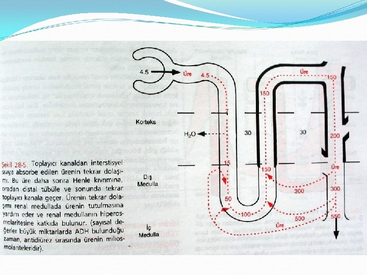 Ürenin Tekrarlayan Dolaşımı 