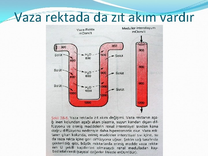 Vaza rektada da zıt akım vardır 