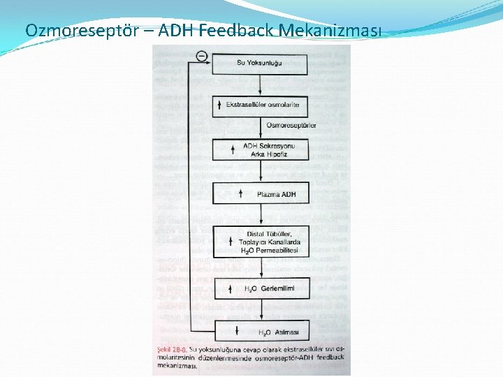 Ozmoreseptör – ADH Feedback Mekanizması 