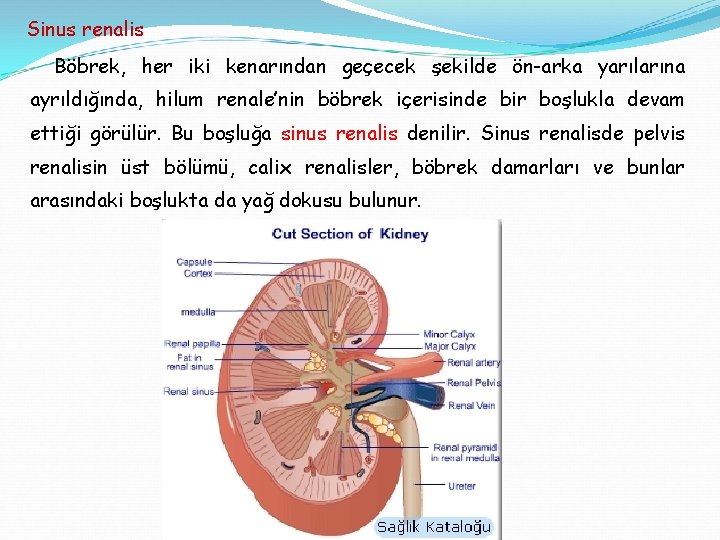 Sinus renalis Böbrek, her iki kenarından geçecek şekilde ön-arka yarılarına ayrıldığında, hilum renale’nin böbrek