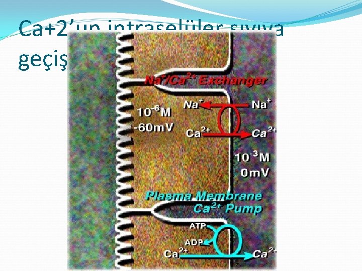 Ca+2’un intraselüler sıvıya geçişi 