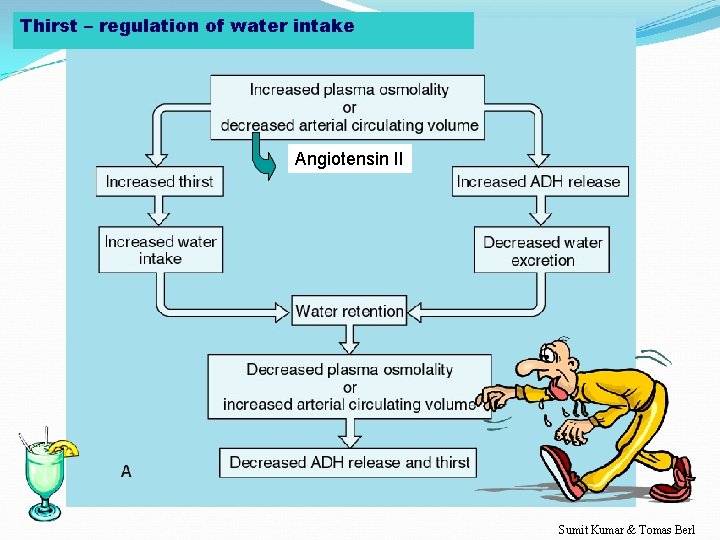 Thirst – regulation of water intake Angiotensin II Sumit Kumar & Tomas Berl 