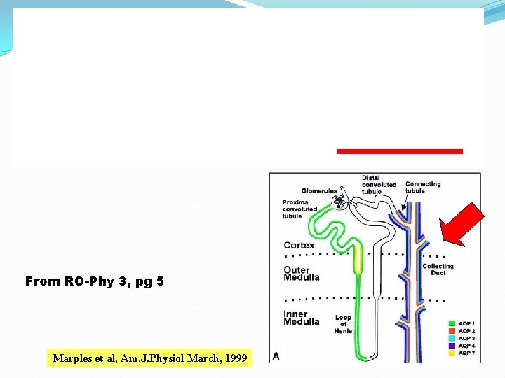 From RO-Phy 3, pg 5 Marples et al, Am. J. Physiol March, 1999 