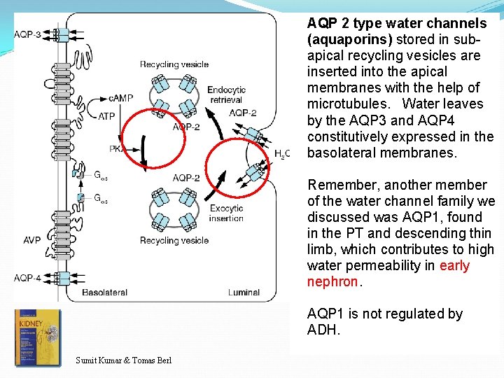 AQP 2 type water channels (aquaporins) stored in subapical recycling vesicles are inserted into