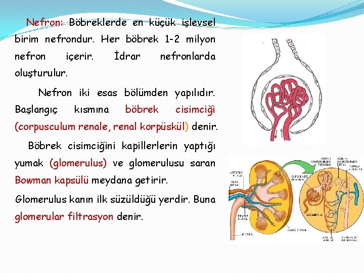 Nefron: Böbreklerde en küçük işlevsel birim nefrondur. Her böbrek 1 -2 milyon nefron içerir.