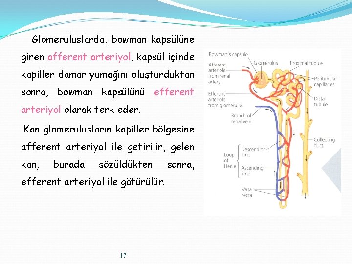 Glomeruluslarda, bowman kapsülüne giren afferent arteriyol, kapsül içinde kapiller damar yumağını oluşturduktan sonra, bowman