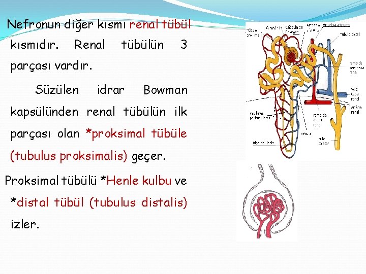 Nefronun diğer kısmı renal tübül kısmıdır. Renal tübülün 3 parçası vardır. Süzülen idrar Bowman