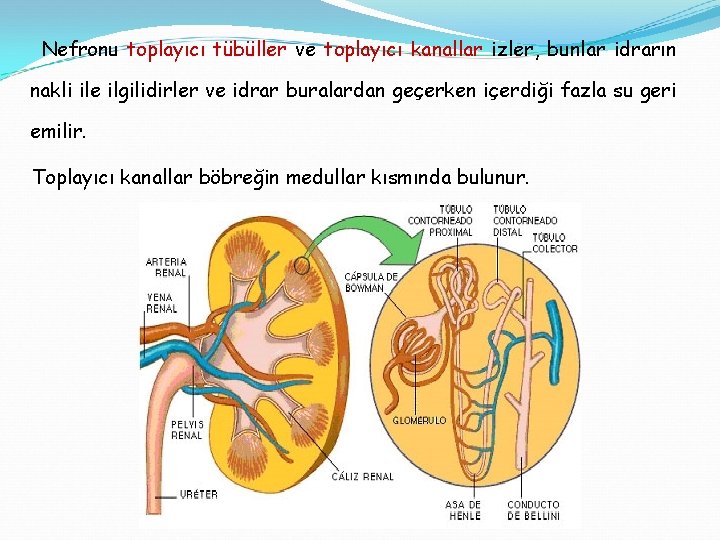 Nefronu toplayıcı tübüller ve toplayıcı kanallar izler, bunlar idrarın nakli ile ilgilidirler ve idrar