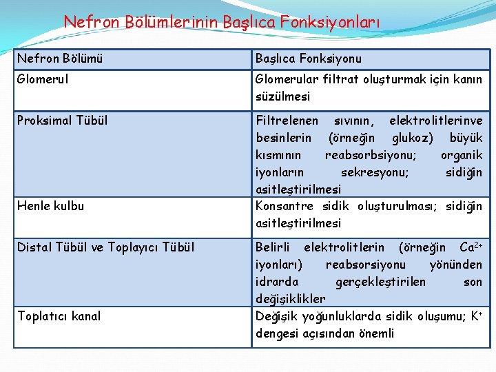 Nefron Bölümlerinin Başlıca Fonksiyonları Nefron Bölümü Başlıca Fonksiyonu Glomerular filtrat oluşturmak için kanın süzülmesi