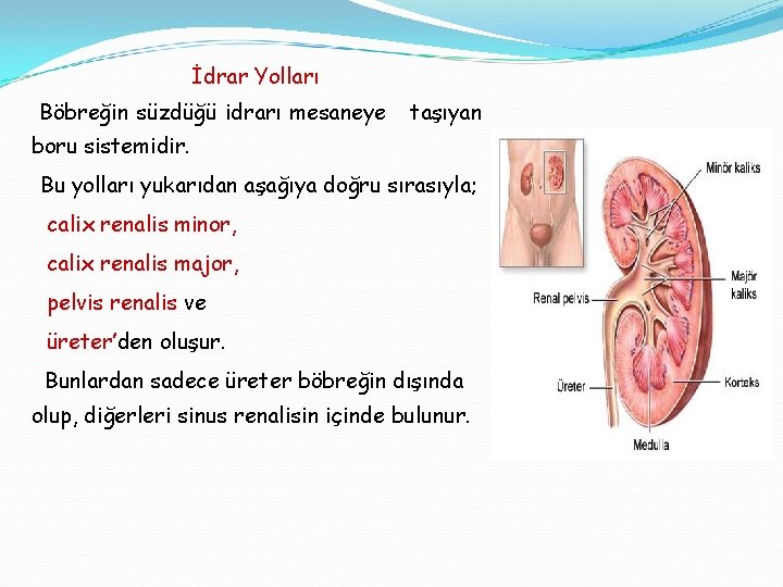 İdrar Yolları Böbreğin süzdüğü idrarı mesaneye taşıyan boru sistemidir. Bu yolları yukarıdan aşağıya doğru