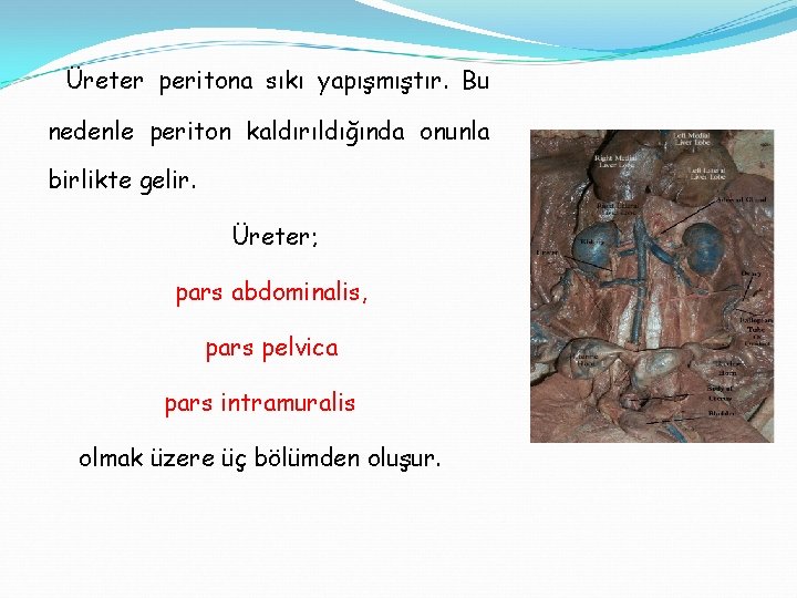 Üreter peritona sıkı yapışmıştır. Bu nedenle periton kaldırıldığında onunla birlikte gelir. Üreter; pars abdominalis,