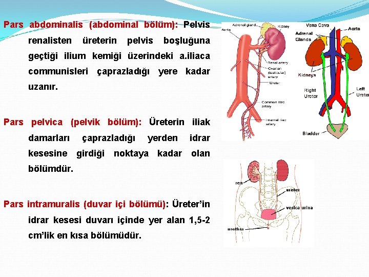 Pars abdominalis (abdominal bölüm): Pelvis renalisten üreterin pelvis boşluğuna geçtiği ilium kemiği üzerindeki a.