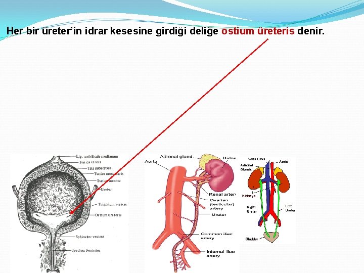 Her bir üreter’in idrar kesesine girdiği deliğe ostium üreteris denir. 